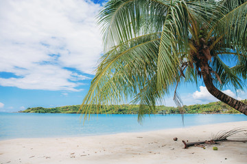 Coconut tree on beach.