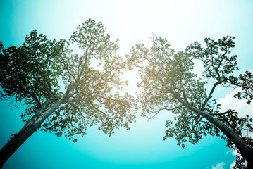 big  tree in spring wood ,old tree in a forest .nature concept  . 