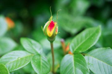 Rose blüht im Frühling auf