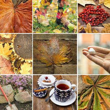 Autumn collage  of different photos with autumn scene