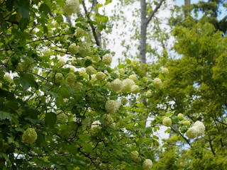 Guelder rose or snowball tree - Spring bloom Viburnum snowball bush (Viburnum opulus 'Roseum')