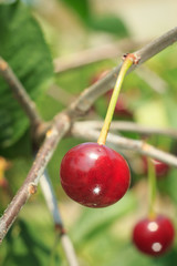 Red cherries on a tree against of green leaves with a blurred background.