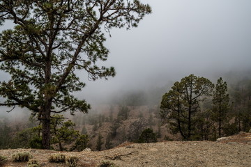 Fog at the edge of a mountain gorge