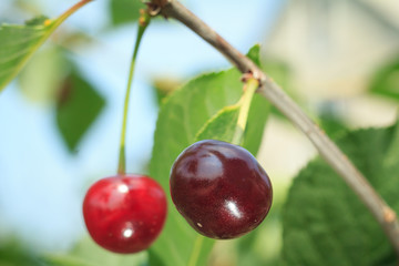Red cherries on a tree against of green leaves with a blurred background.