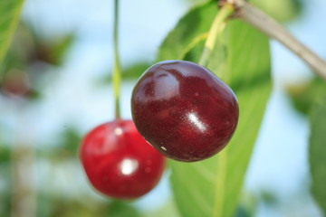 Red cherries on a tree against of green leaves with a blurred background.