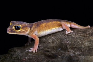 Pernatty knob-tailed gecko (Nephrurus deleani)