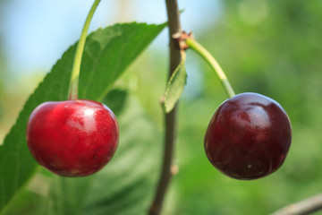 Red cherries on a tree against of green leaves with a blurred background.