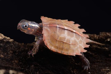 Vietnamese Black-breasted Leaf Turtle (Geoemyda spengleri)