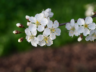 Cherry branch with white flowers
