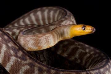 Woma python (Aspidites ramsayi)