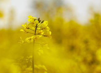 Obraz premium Rape field in bloom