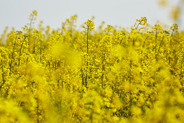 Obraz premium Rape field in bloom
