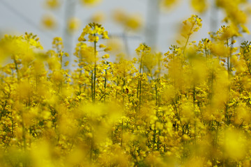 Obraz premium Rape field in bloom
