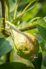 Pear tree with fruit in summer day.