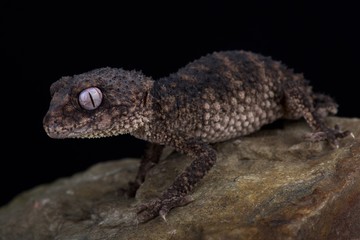 Spiny knob-tailed gecko (Nephrurus asper)