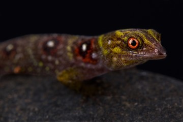 Union island gecko (Gonatodes daudini)