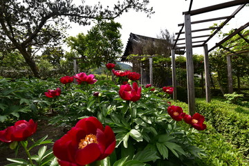 Obraz premium flowers in the garden