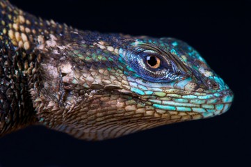 Yarrow's spiny lizard (Sceloporus jarrovi jarrovi)