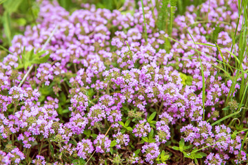 Obraz premium Thymus with flowers