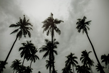 Fototapeta na wymiar Palm tree at white sky.