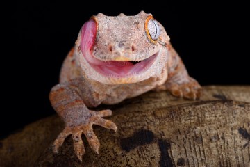 Gargoyle gecko (Rhacodactylus auriculatus)