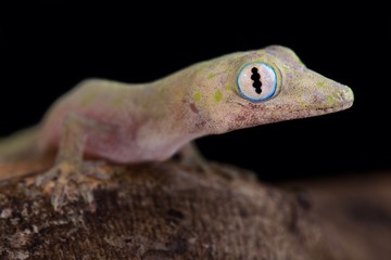 Philippine false gecko (Pseudogekko compresicorpus)