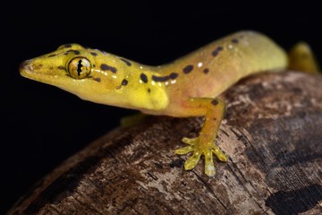 Polillo false gecko (Pseudogekko smaragdinus)