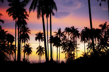 Obraz premium Palm tree with silhouette at sky.