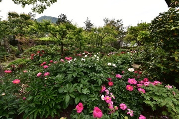 奈良の寺と薔薇の花