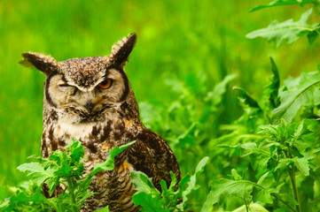 Winking owl