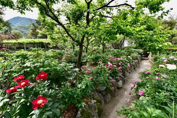 奈良の寺と薔薇の花