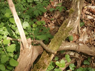 Forêt et sous bois