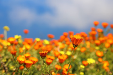 Yellow flowers against a blue sky with clouds.