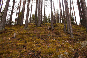 Pine trees growing on steep slope in forest