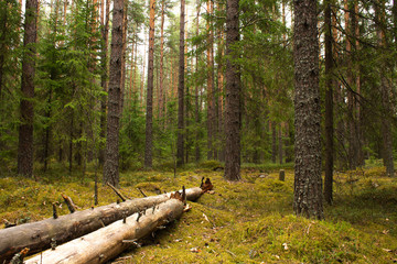 Pine summer forest with falling tree and moss