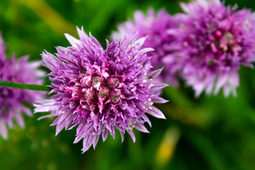 Close view of wild purple flowers in the forest