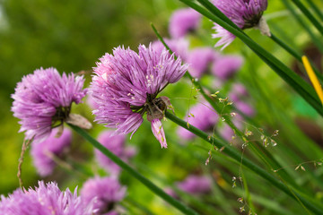 Close view of wild purple flowers in the forest