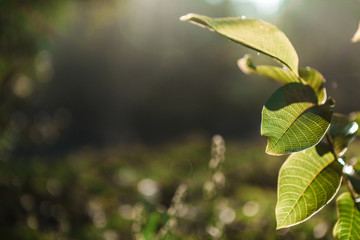 Fototapeta na wymiar forest trees leaf. nature green wood sunlight backgrounds