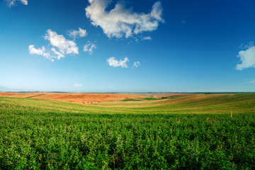 Obraz premium Green Field and Beautiful Sunset