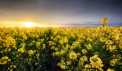 Canola yellow field, landscape on a background of clouds at sunset, Rapeseed