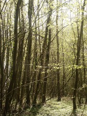Obraz premium Forêt et sous bois
