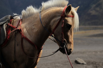 the atmosphere of Bromo Tengger Semeru mountains in the morning, which is a favorite time for...