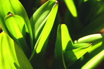 Perfect green grass and dew abstract background