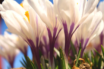 Close up of white flowers with purple details sunny clear day