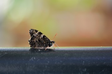 Butterfly from the Taiwan(Neope pulaha didia Fruhstorfer)Macular shade butterfly.