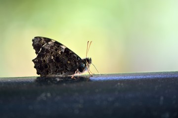 Butterfly from the Taiwan(Neope pulaha didia Fruhstorfer)Macular shade butterfly.