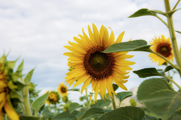 Sunflower on field with sky.