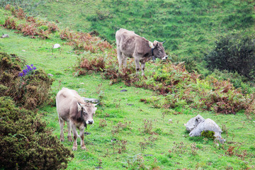 Fototapeta premium Cows in Covadonga lagos National park Picos de Europa, Spain