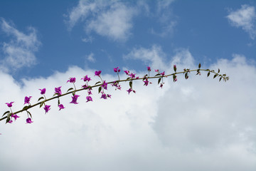 ブーゲンビレア