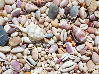 Sea shells on a sunny day
